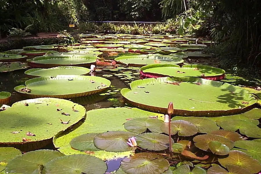 Leia mais sobre o artigo Viva a Magia da Virada de Ano na Amazônia